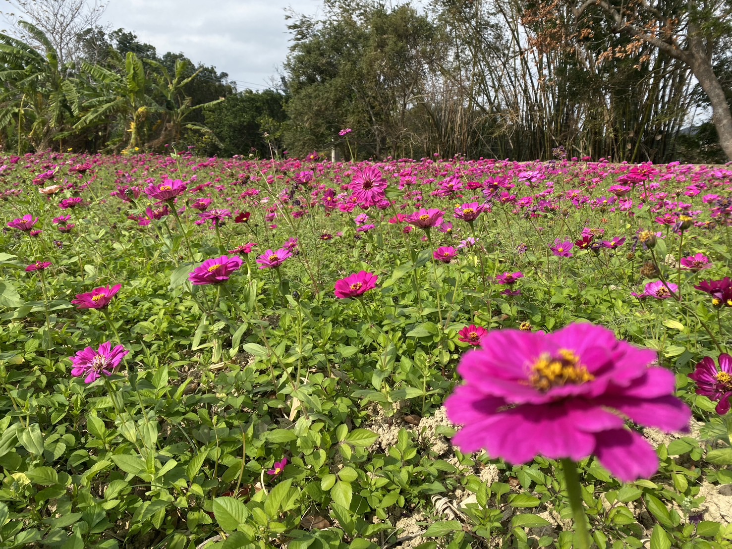 功維敘市民花園